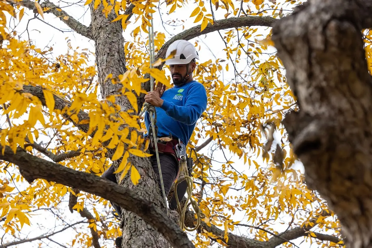 Skilled Tree Transplanting crew working in Six Lakes
